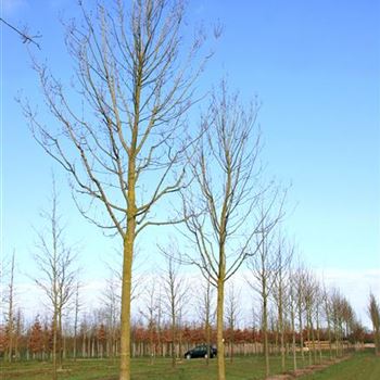 FARA_Sol_baum_6xv_300-400x50-60x700-900_G_ESCH842_16_04_08_23138.jpg