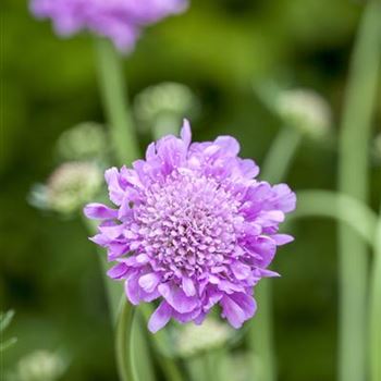 Scabiosa columbaria 'Pink Mist'