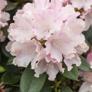 Rhododendron yakushimanum 'Schneekrone'