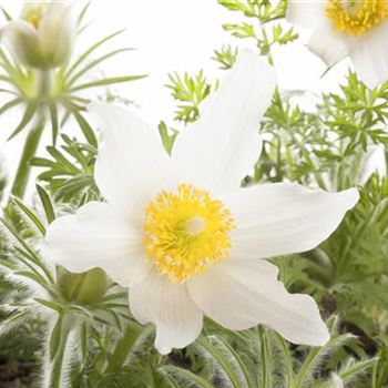 Pulsatilla vulgaris, weiß