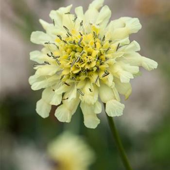 Scabiosa ochroleuca