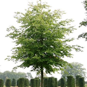 FSY_Sol_baum_6xv_300-400x50-60x500-700_G_SCHW176_3_26_09_05g_4345.jpg