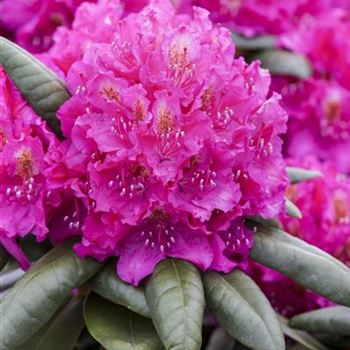 Rhododendron 'Catharine van Tol'