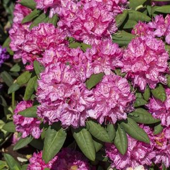 Rhododendron 'Catharine van Tol'