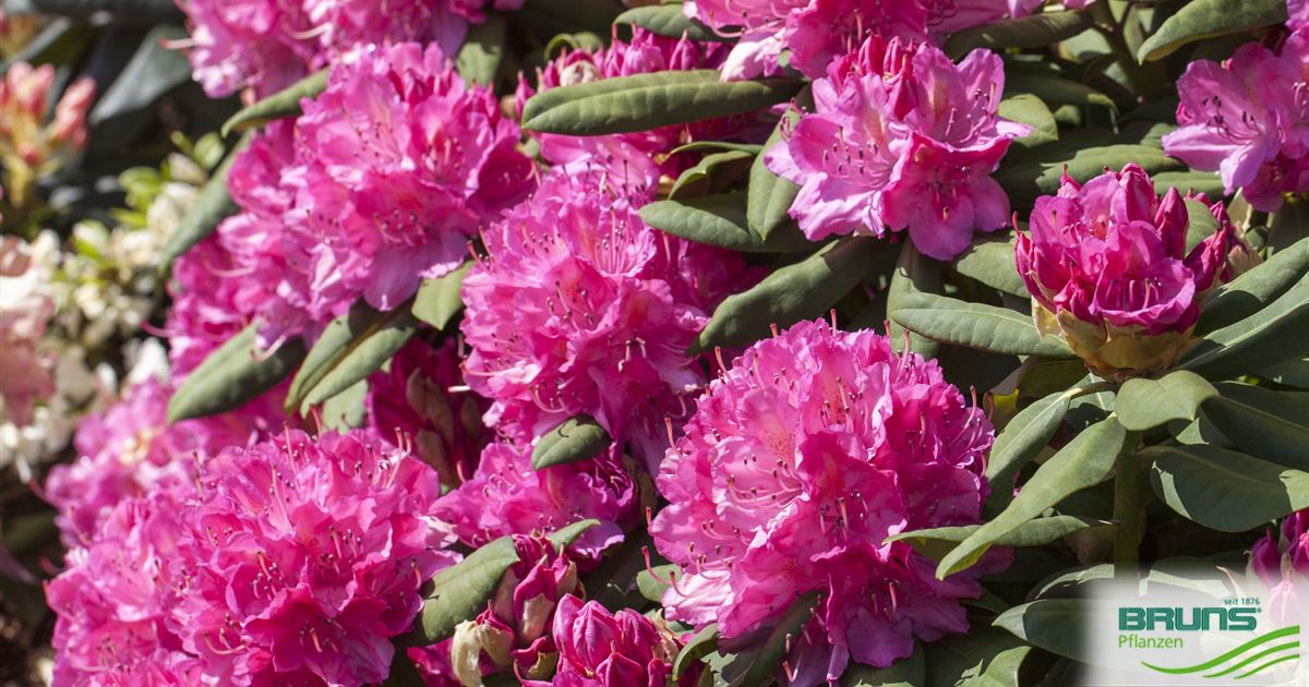 Rhododendron 'Catharine van Tol' von Bruns Pflanzen