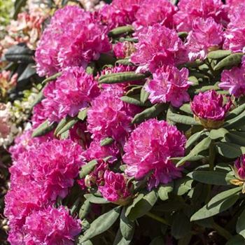 Rhododendron 'Catharine van Tol'