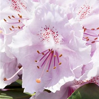 Rhododendron yakushimanum 'Schneekrone'