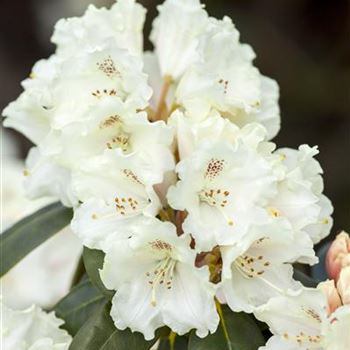 Rhododendron yakushimanum 'Schneekrone'