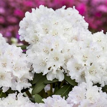 Rhododendron yakushimanum 'Schneekrone'