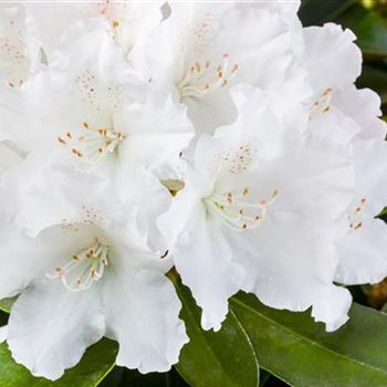 Rhododendron yakushimanum 'Schneekrone'