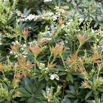 Pieris japonica 'Prelude'