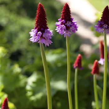 Primula vialii