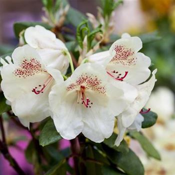 Rhododendron 'Viscy'