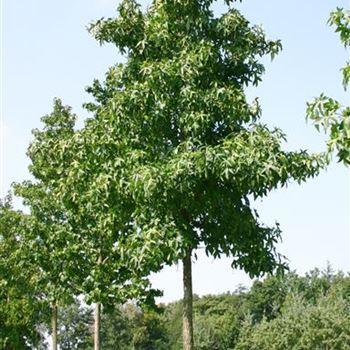 LST_Sol_baum_5xv_200-300x35-40x500-700_R_OLT1053_2_09_09_05_3876.jpg