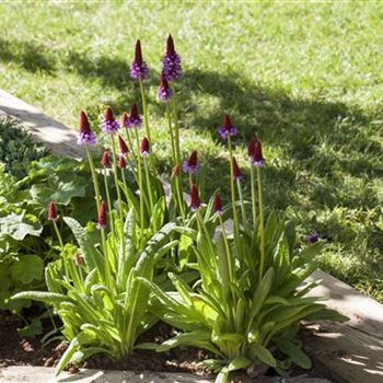 Primula vialii