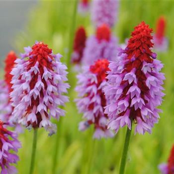 Primula vialii