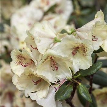 Rhododendron 'Viscy'