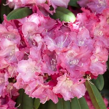 Rhododendron yakushimanum