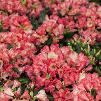 Rhododendron yakushimanum