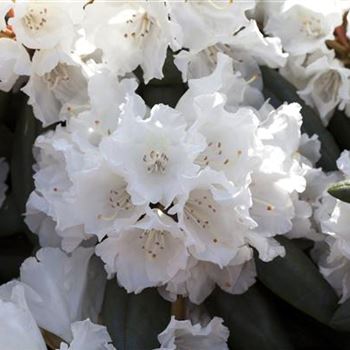 Rhododendron yakushimanum