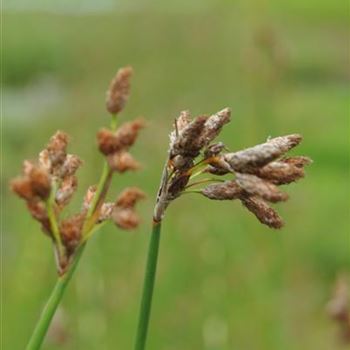 Schoenoplectus lacustris