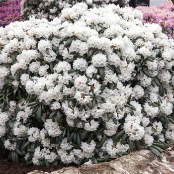 Rhododendron yakushimanum