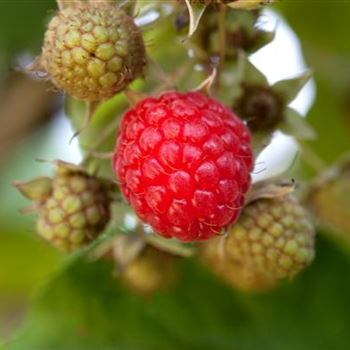 Rubus idaeus