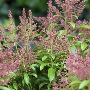 Pieris japonica 'Valley Valentine'