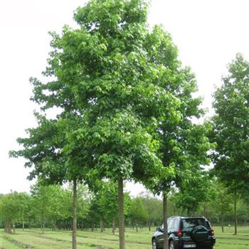 LST_Sol_baum_5xv_200-300x35-40x500-700_R_BRE103_28_07_09_30215.jpg