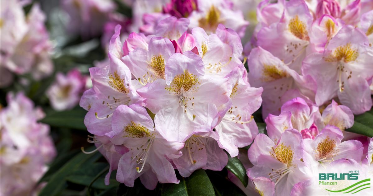 Rhododendron insigne 'Brigitte' von Bruns Pflanzen