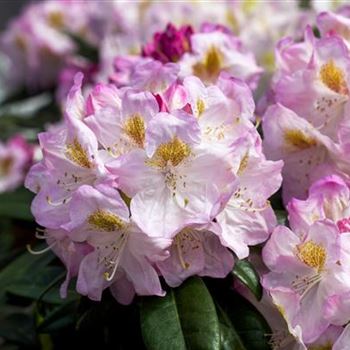 Rhododendron 'Brigitte'