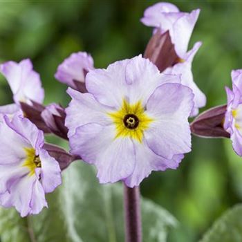 Primula x pruhoniciana