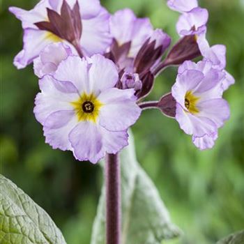 Primula x pruhoniciana