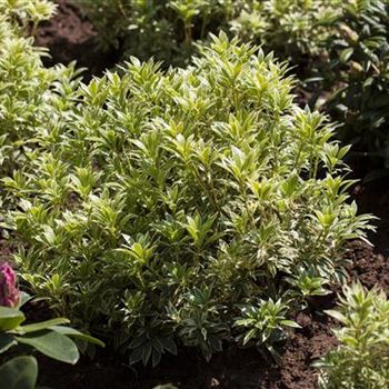 Pieris japonica 'Variegata'