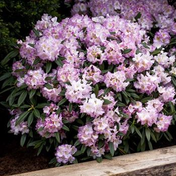 Rhododendron 'Brigitte'