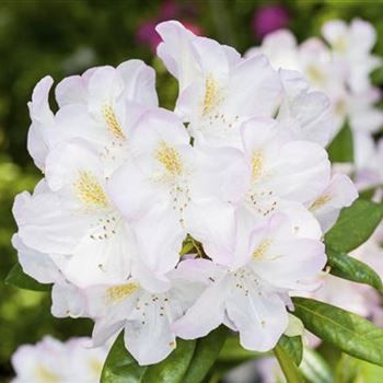 Rhododendron 'Brigitte'