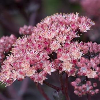 Sedum 'Purple Emperor'