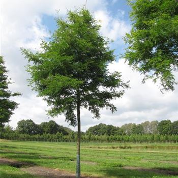 GTSU_Sol_baum_5xv_200-300x35-40x500-700_R-43_12_08_14_jh_40252.jpg
