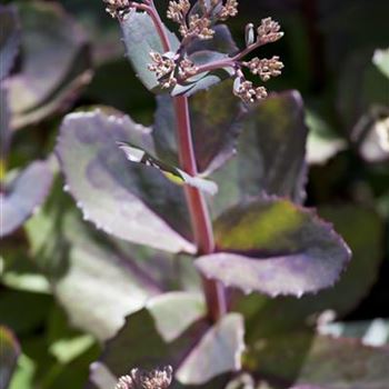 Sedum hybridum 'Matrona'