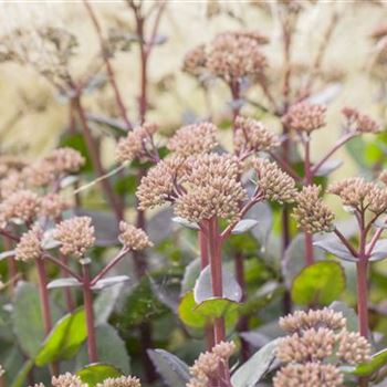 Sedum hybridum 'Matrona'