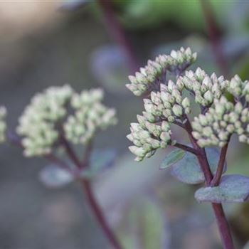 Sedum hybridum 'Matrona'