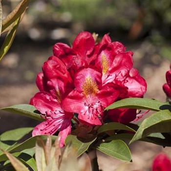 Rhododendron 'Junifeuer'