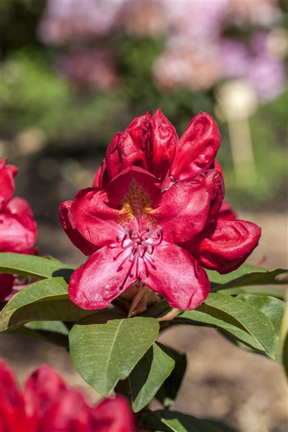 lemon drop rhododendron Buy Azalea 'Lemon Drop' Yellow Flowers Azalea — Mr Maple │ Buy Japanese  Maple Trees main image 0