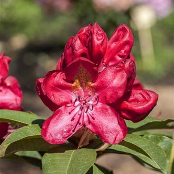 Rhododendron 'Junifeuer'