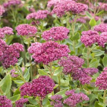 Sedum telephium 'Herbstfreude'