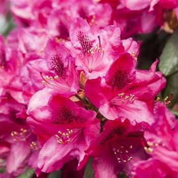 Rhododendron 'Erato'(s)