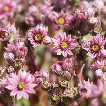 Sempervivum arachnoideum