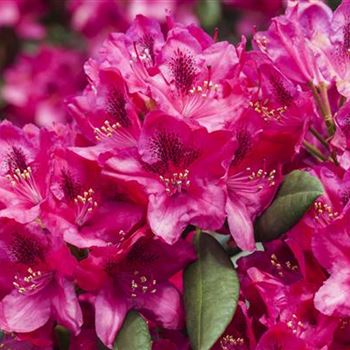 Rhododendron 'Erato'(s)