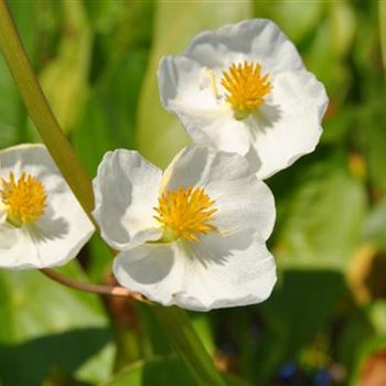 Sagittaria latifolia