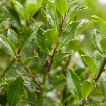 Ilex meserveae 'Heckenfee'®, Stamm